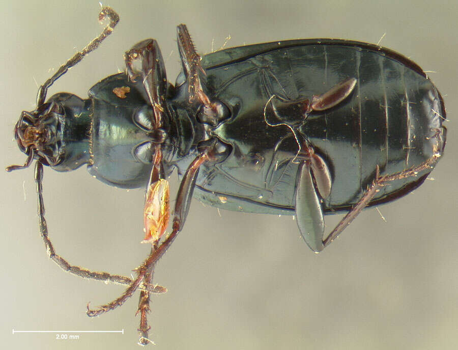 Image of Agonum (Olisares) cupripenne (Say 1823)