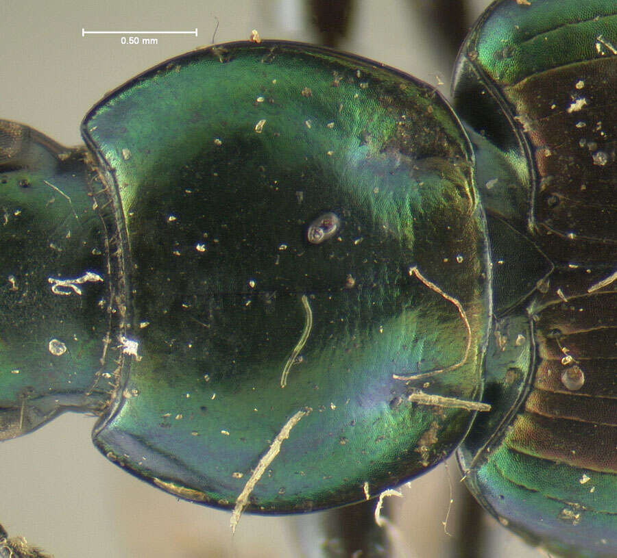 Image of Agonum (Olisares) cupripenne (Say 1823)