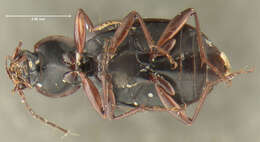 Image of Agonum (Olisares) collare (Say 1830)