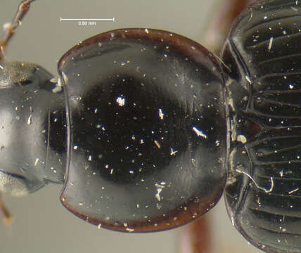 Image of Agonum (Olisares) collare (Say 1830)