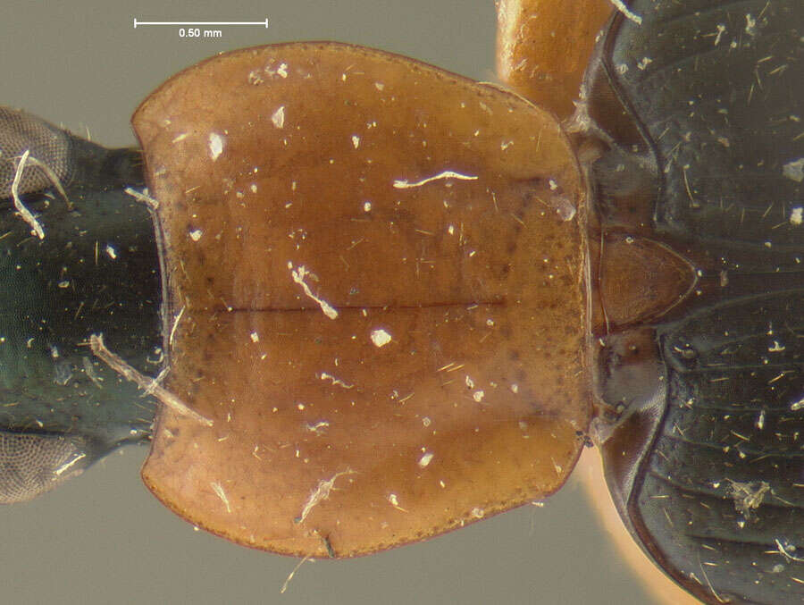 Image of Agonum (Olisares) decorum (Say 1823)