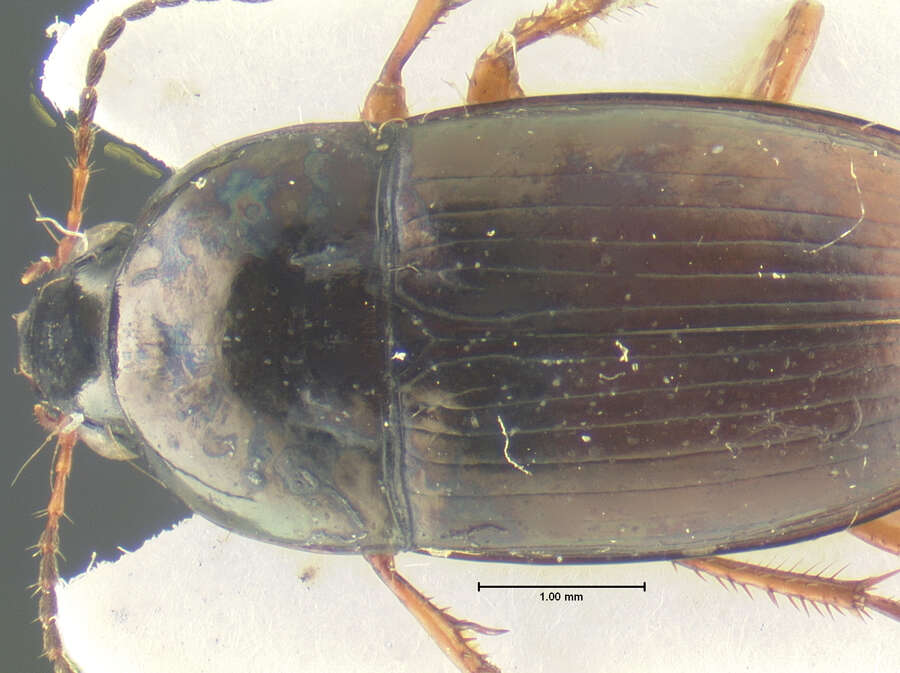 Amara (Zezea) angustata (Say 1823) resmi