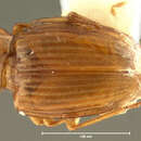 Image of Costitachys inusitatus Erwin 1974