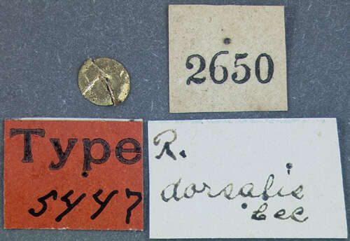Image of Rhyncolus dorsalis Le Conte & J. L. 1858