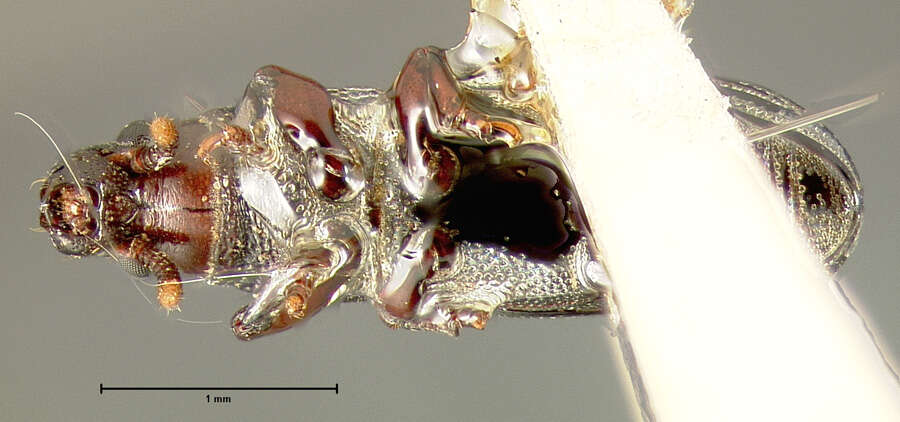 Image of Rhyncolus oregonensis Horn & G. H. 1873