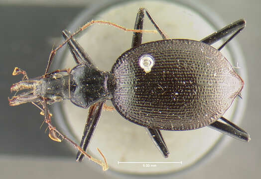 صورة Scaphinotus (Steniridia) aeneicollis (Beutenmüller 1903)