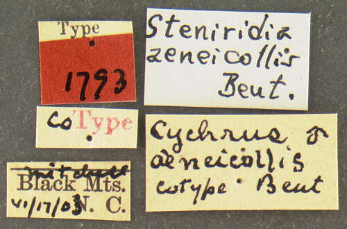 Image of Scaphinotus (Steniridia) aeneicollis (Beutenmüller 1903)