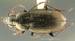 Image of Abaris (Abaris) impunctata Will 2002