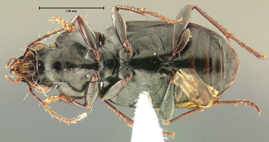 Image of Abaris (Abaris) impunctata Will 2002