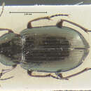 Image of Amara (Reductocelia) colvillensis Lindroth 1968