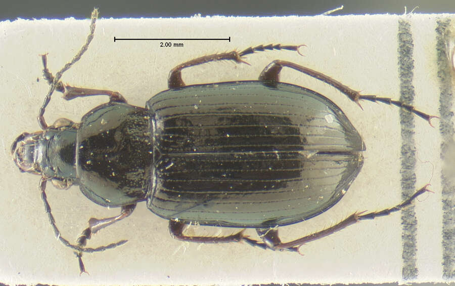 Image of Amara (Reductocelia) colvillensis Lindroth 1968