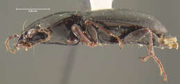 Image of Cyclotrachelus (Cyclotrachelus) texensis (Freitag 1969)