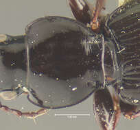 Image of Cyclotrachelus (Cyclotrachelus) texensis (Freitag 1969)