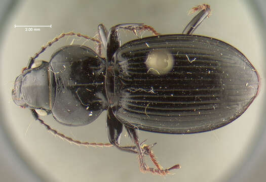 Image of Cyclotrachelus (Evarthrus) gravesi (Freitag 1969)