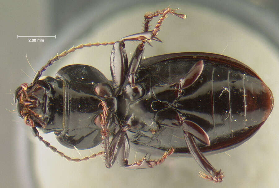 Image of Cyclotrachelus (Evarthrus) gravesi (Freitag 1969)