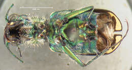 Image of Badlands tiger beetle