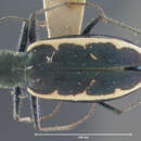 Image of Cylindera (Cylindera) debilis (Bates 1890)