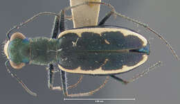 Image of Cylindera (Cylindera) debilis (Bates 1890)