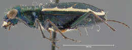 Image of Cylindera (Cylindera) debilis (Bates 1890)