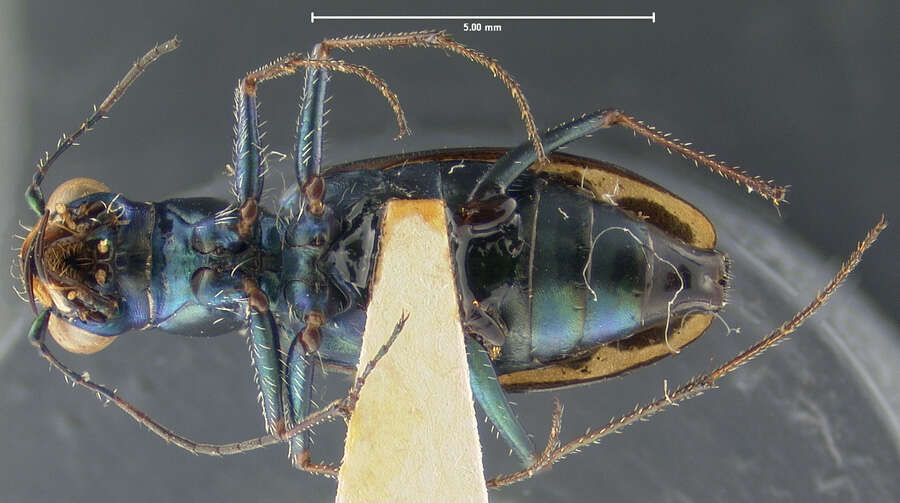 Image of Cylindera (Cylindera) debilis (Bates 1890)