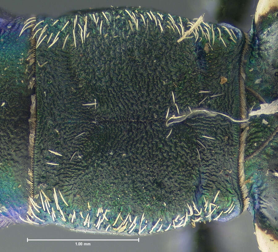 Image of Cylindera (Cylindera) debilis (Bates 1890)