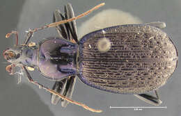 صورة Sphaeroderus bicarinatus (Le Conte 1853)