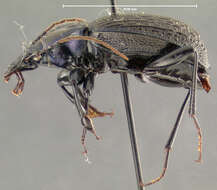 صورة Sphaeroderus bicarinatus (Le Conte 1853)