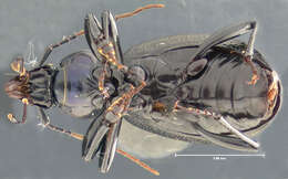 صورة Sphaeroderus bicarinatus (Le Conte 1853)