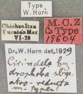 Image of Cicindela (Cicindelidia) hydrophoba atroreducta W. Horn 1930