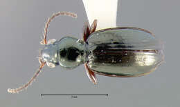 Image of Bembidion (Ecuadion) subapterum Darlington 1934