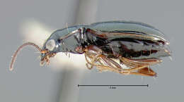 Image of Bembidion (Ecuadion) subapterum Darlington 1934