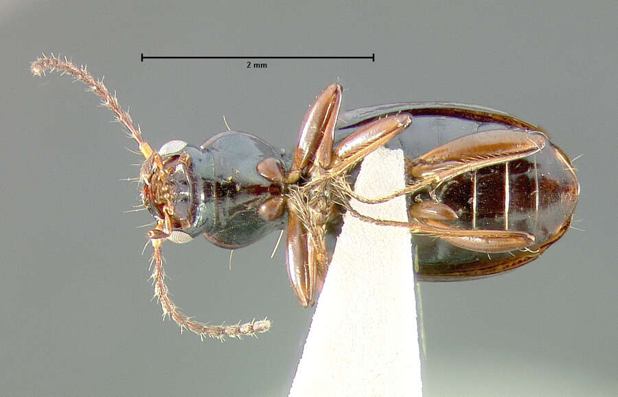 Image of Bembidion (Ecuadion) subapterum Darlington 1934