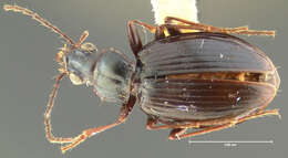 Слика од Bembidion (Plataphus) nigrocoeruleum Hayward 1897