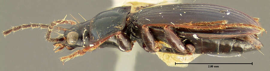 Bembidion (Plataphus) nigrocoeruleum Hayward 1897的圖片