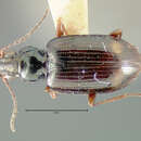 Image of Bembidion (Peryphus) consanguineum Hayward 1897