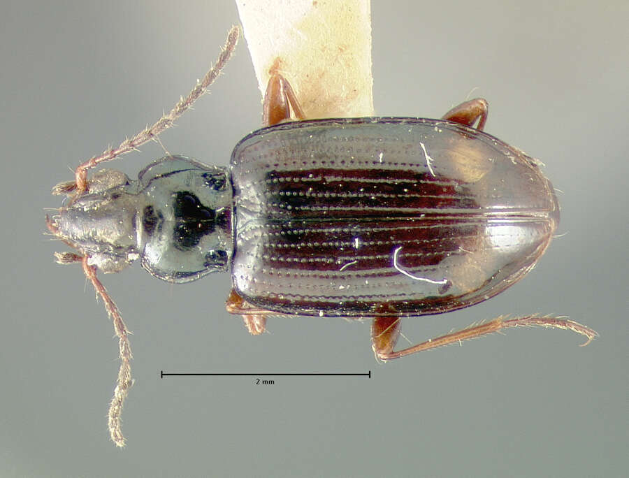 Plancia ëd Bembidion (Peryphus) consanguineum Hayward 1897