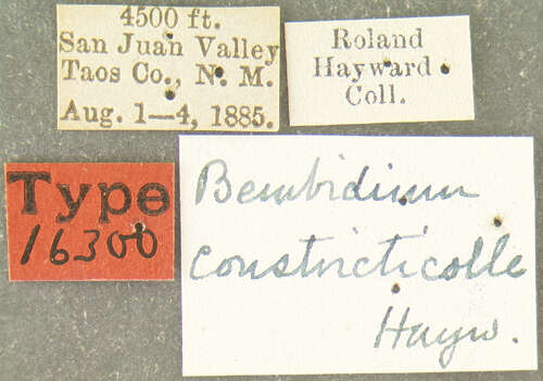 Image of Bembidion (Neobembidion) constricticolle Hayward 1897