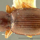 Image de Bembidion (Semicampa) muscicola Hayward 1897