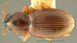 Image of Bembidion (Semicampa) muscicola Hayward 1897