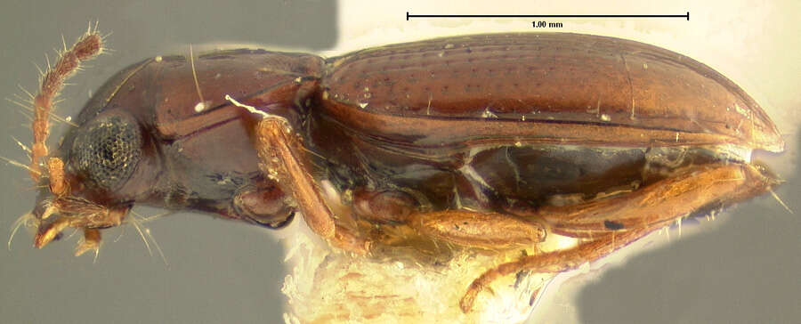 Image of Bembidion (Semicampa) muscicola Hayward 1897