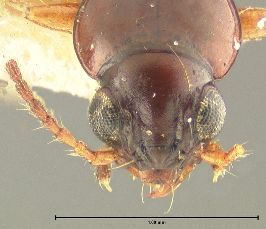 Image of Bembidion (Semicampa) muscicola Hayward 1897