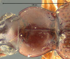 Bembidion (Semicampa) muscicola Hayward 1897的圖片