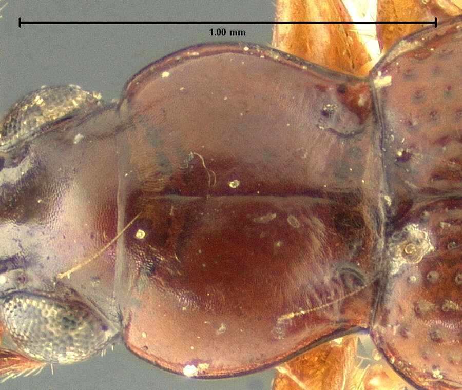 Image of Bembidion (Semicampa) muscicola Hayward 1897