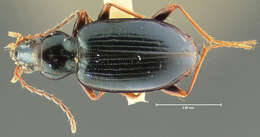 صورة Bembidion (Peryphanes) platynoides Hayward 1897