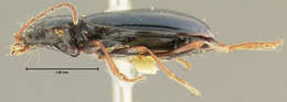 صورة Bembidion (Peryphanes) platynoides Hayward 1897