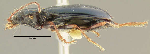 صورة Bembidion (Peryphanes) platynoides Hayward 1897