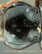 صورة Bembidion (Peryphanes) platynoides Hayward 1897