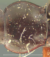 Image of Bembidion (Peryphus) subangustatum Hayward 1897