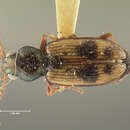 Imagem de Bembidion (Notaphus) flohri Bates 1878