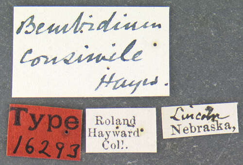 Image of Bembidion (Notaphus) consimile Hayward 1897
